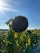 Насіння соняшнику гібрид Астон, Україна 1962159424 фото 5