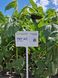 Семена подсолнечника гибрид Пегас НС Х 6341 (премиум вид 9 кг) (2023 год), ТМ "Евросем", Сербия 1690649006 фото 2