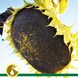Семена подсолнечника гибрид Солнечное настроение, ТМ "ВНИС", Украина 1326218542 фото 3
