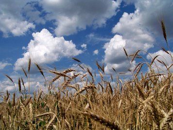 Насіння озимої пшениці Краєвид, еліта та 1 репродукція 877464765 фото
