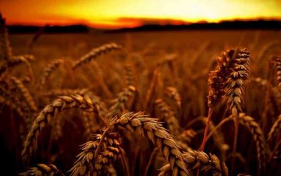 Насіння озимої пшениці сорт Златоглава ТОВ “ЛІСТ” (реалізуємо від 1т) 1414120720 фото