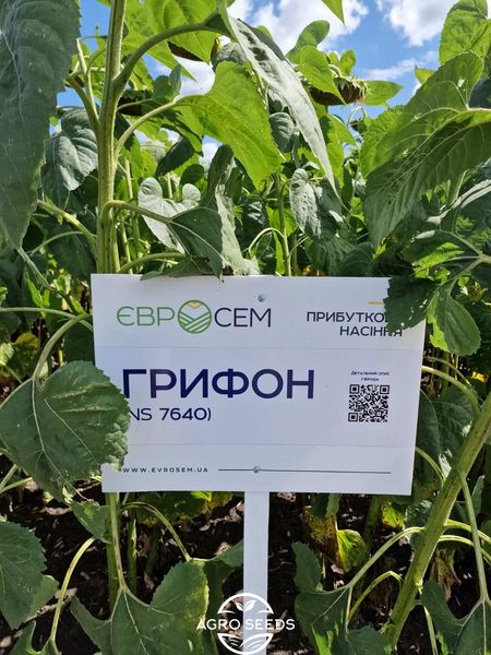 Семена подсолнечника гибрид Грифон НС 7640 (премиум вид 9 кг) (2023 год), ТМ "Евросем", Сербия 1690649627 фото