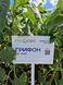 Семена подсолнечника гибрид Грифон НС 7640 (премиум вид 9 кг) (2023 год), ТМ "Евросем", Сербия 1690649627 фото 2