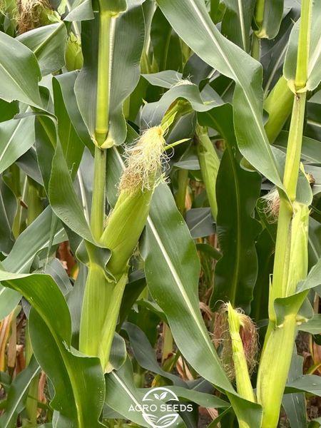 Семена кукурузы гибрид ДРИВИА ФАО 260, Украина 1962960351 фото
