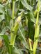 Семена кукурузы гибрид ДРИВИА ФАО 260, Украина 1962960351 фото 2