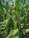 Семена кукурузы гибрид ДРИВИА ФАО 260, Украина 1962960351 фото 8