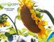 Семена подсолнечника гибрид Грут (премиум вид 9 кг) (2023 год), ТМ "Евросем", Сербия 1690658736 фото 3