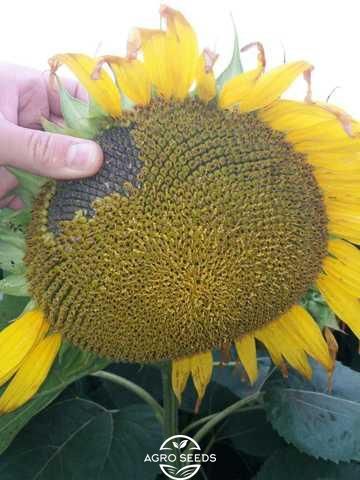 Семена подсолнечника гибрид Бастен под гранстар, Украина 1541697204 фото