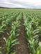 Семена кукурузы гибрид ТУРАН ФАО 280, Украина 1969248442 фото 7