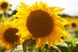 Насіння соняшника гібрид Бастен під гранстар, Україна 1541697204 фото 2