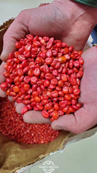 Семена кукурузы гибрид РУБЕН ФАО 300, Украина 11969285458 фото