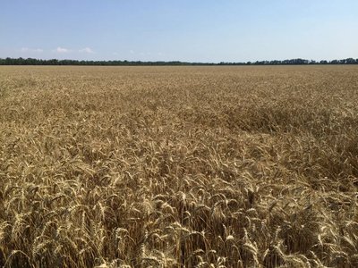 Насіння пшениці Сталева ( ЕЛІТА) 1650646301 фото