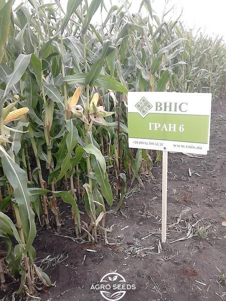 Семена кукурузы гибрид Гран 6 (ФАО 300), ТМ "ВНИС", Украина 1326935253 фото