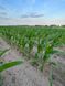 Семена кукурузы гибрид РУБЕН ФАО 300, Украина 11969285458 фото 3