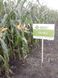 Семена кукурузы гибрид Гран 6 (ФАО 300), ТМ "ВНИС", Украина 1326935253 фото 2