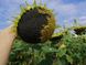 Насіння соняшнику гібрид Тор Сумо (преміум)(2023 рік), ТМ "Євросем", Сербія 1484317059 фото 4