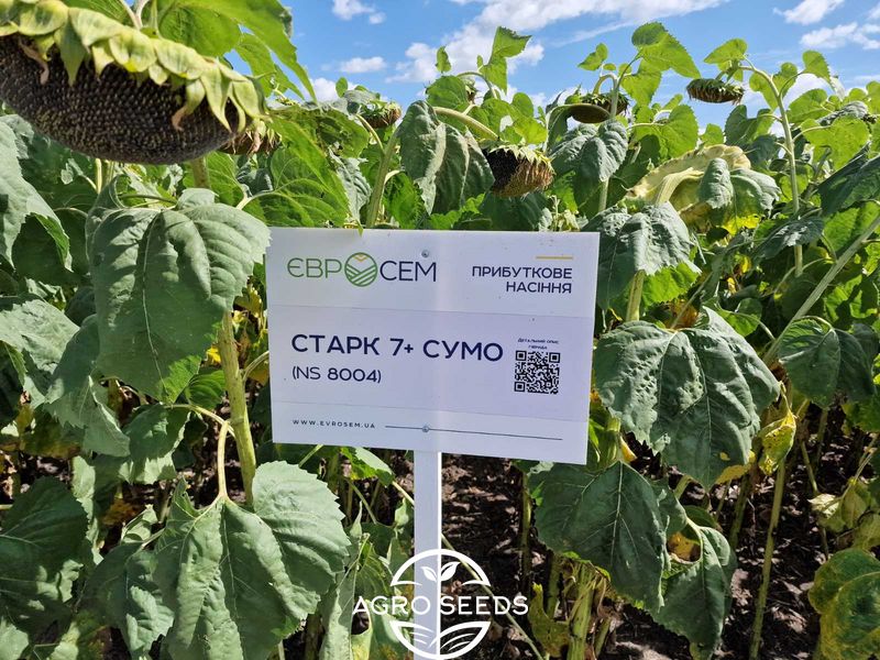Семена подсолнечника гибрид Старк 7+ Сумо (премиум вид 9 кг) (2023 год), ТМ "Евросем", Сербия 1690666212 фото