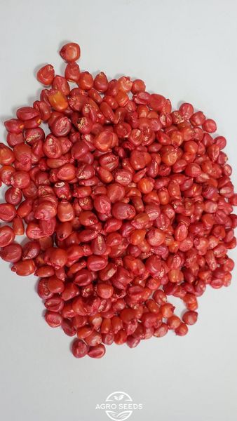 Семена кукурузы гибрид РУБЕН ФАО 300, Украина 1969285458 фото