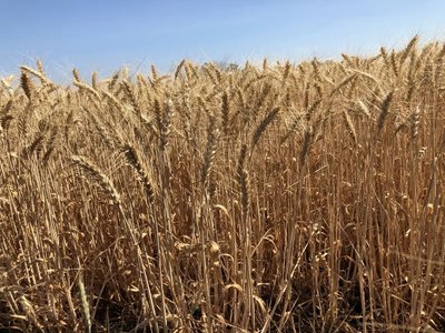 Насіння пшениці Сталева (1 Репродукція) 1650648195 фото