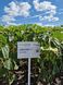 Семена подсолнечника гибрид НС Авалон НС Х 6046 (премиум)(2023 год), ТМ "Евросем", Сербия 1484331487 фото 2