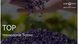 Насіння соняшнику гібрид Тор Сумо (преміум від 9 кг) (2023 рік), ТМ "Євросем", Сербія 1690670806 фото 5