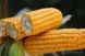 Насіння кукурудзи гібрид РУНІ ФАО 320, Україна 11682503609 фото 2