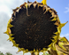 Насіння соняшника гібрид НС Авалон НС Х 6046 (преміум)(2023 рік), ТМ "Євросем", Сербія 1484331487 фото 3