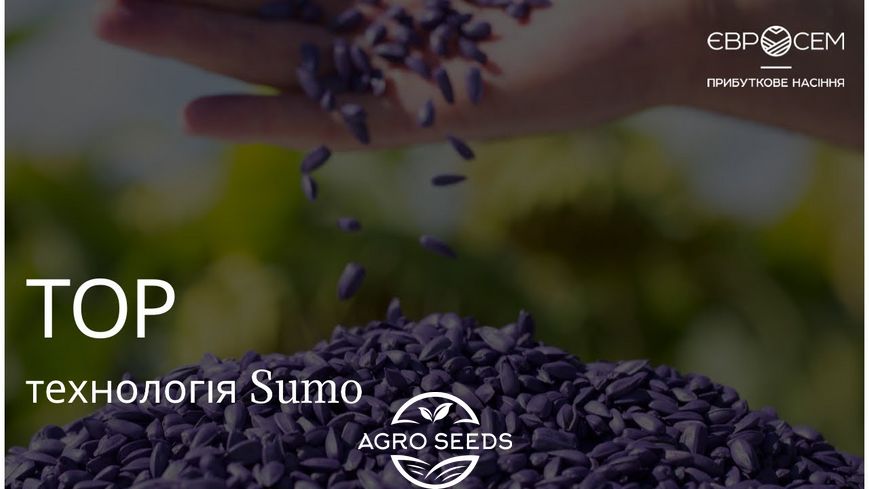 Семена подсолнечника гибрид Тор Сумо (премиум вид 9 кг) (2023 год), ТМ "Евросем", Сербия 1690670806 фото