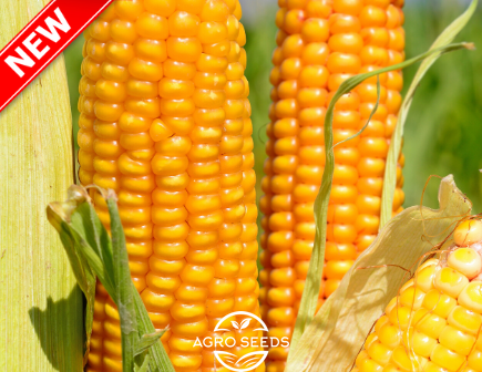 Семена кукурузы гибрид Гран 1 (ФАО 370)(2021 год), ТМ "ВНИС", Украина 1326944835 фото
