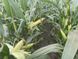 Семена кукурузы гибрид ФАБРИС ФАО 280, Украина 1710551152 фото 2