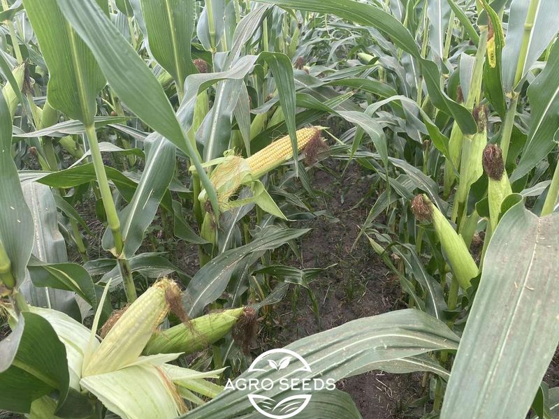 Семена кукурузы гибрид ФАБРИС ФАО 280, Украина 1710551152 фото