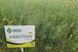 Семена рапса озимого гибрид Блекстоун (Clearfield) (2022 Год), ТМ "ВНИС", Украина 1427594421 фото 2
