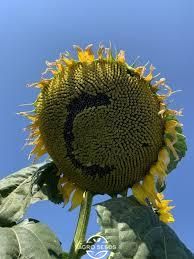 Насіння соняшника гібрид Сантос Плюс під євро-лайтнінг, Україна 11564356185 фото