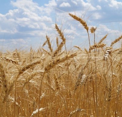 Насіння пшениці Катруся Одеська ( 1 Репродукція) 1650653222 фото