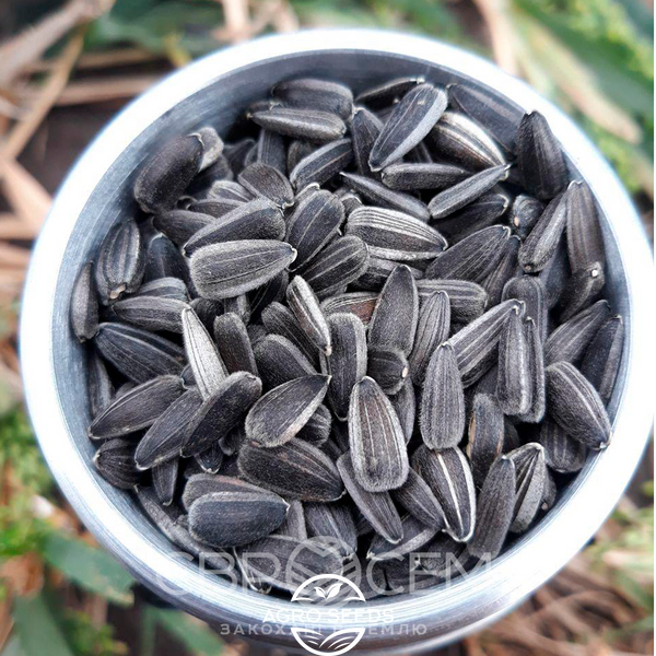 Семена подсолнечника гибрид НС Аякс (премиум вид 9 кг) (2022 год), ТМ "Евросем", Сербия 1690685401 фото