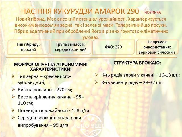 Насіння кукурудзи гібрид Амарок 290 (ФАО 320), Україна 1326966669 фото