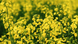 Семена озимого рапса гибрид Авентадор, ТМ "Рапсоил", Украина 1406940349 фото 2