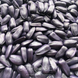 Семена подсолнечника гибрид НС Аякс (премиум вид 9 кг) (2022 год), ТМ "Евросем", Сербия 1690685401 фото 3