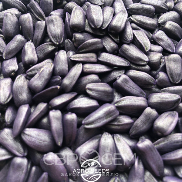 Семена подсолнечника гибрид Аякс (оптимум)(2022 год), ТМ "Евросем", Сербия 1484452366 фото