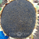 Насіння соняшнику гібрид Аякс (оптимум)(2022 рік), ТМ "Євросем", Сербія 1484452366 фото 2