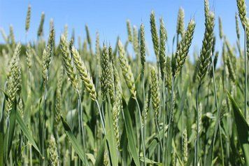 Насіння озимої пшениці ЛГ Оптіміст, 1 репродукція 9964760 фото