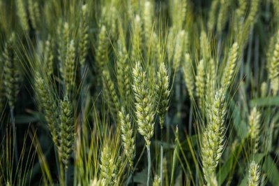 Насіння пшениці Октава Одеська (1 Репродукція) 1650664076 фото