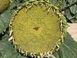 Насіння соняшнику гібрид Євро під євро-лайтнінг, ТМ "ЛІСТ", Україна 1485039993 фото 3