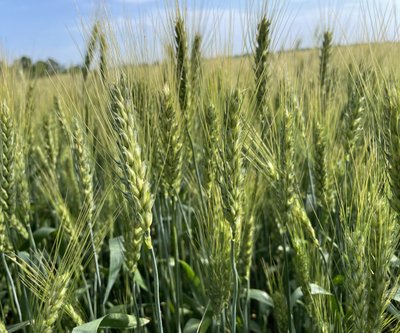 Семена озимой пшеницы БЕЛИНДА (элита) (реализуем от 1т) 1903188165 фото