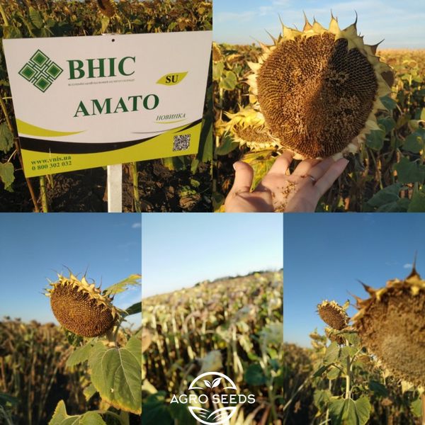 Семена подсолнечника гибрид Амато под гранстар, ТМ "ВНИС", Украина 1327014360 фото