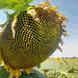Семена подсолнечника гибрид Амато под гранстар, ТМ "ВНИС", Украина 1327014360 фото 3