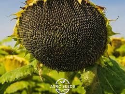Семена подсолнечника гибрид Вегас под гранстар, ТМ "ВНИС", Украина 1692414826 фото