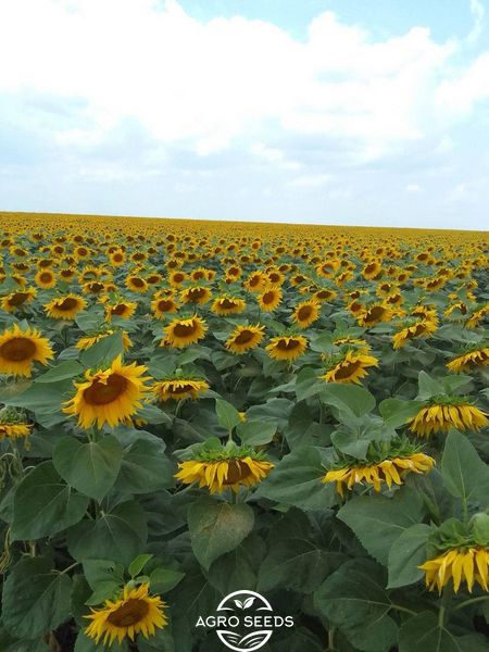 Семена подсолнечника гибрид ДАГЛАС под гранстар, "KMK Agro", Украина 2353479788 фото