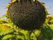 Насіння соняшника гібрид Вегас під гранстар, ТМ "ВНІС", Україна 1692414826 фото 2