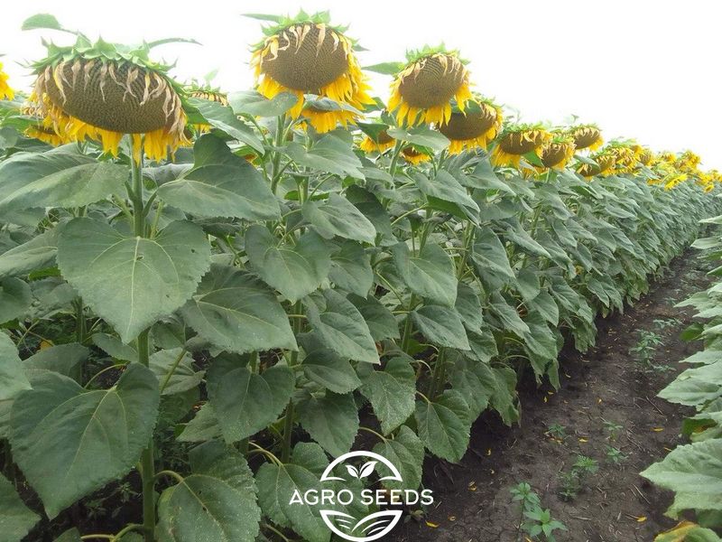 Насіння соняшнику гібрид ДАГЛАС під гранстар, "KMK Agro", Україна 2353479788 фото